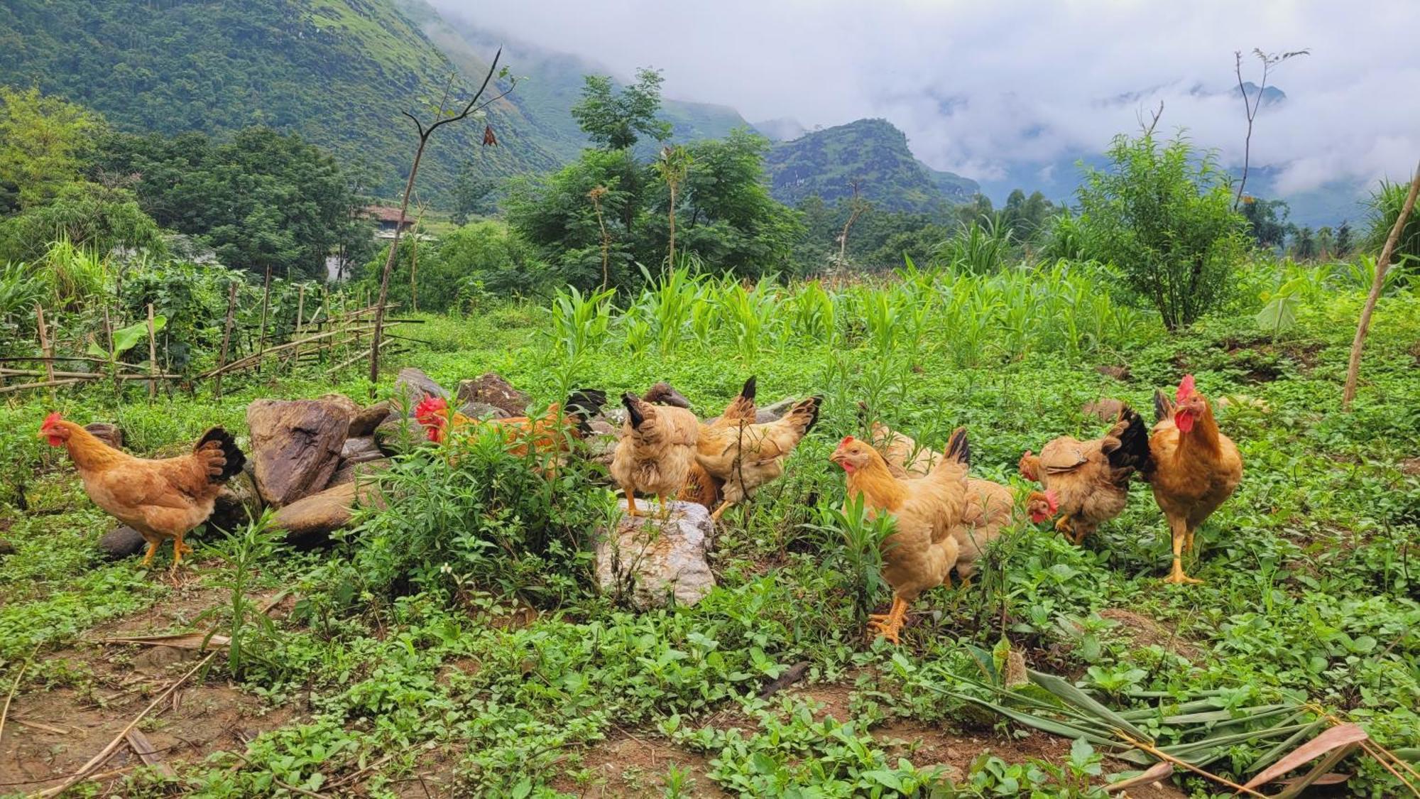 Du Gia View Homestay Làng Cac 部屋 写真